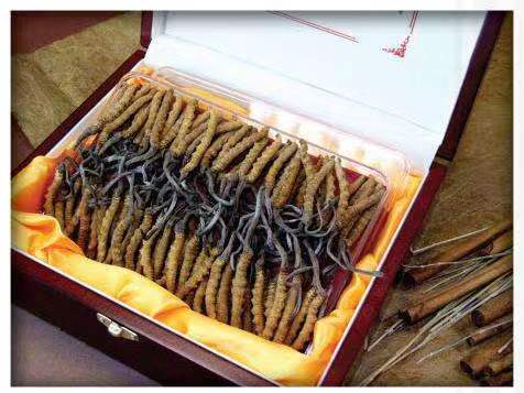 天涯镇冬虫夏草回收